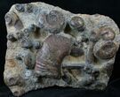 Plate of Devonian Ammonites From Morocco - #14314-1